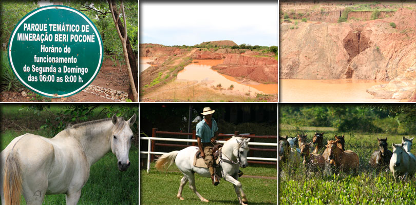 cavalos pantaneiros