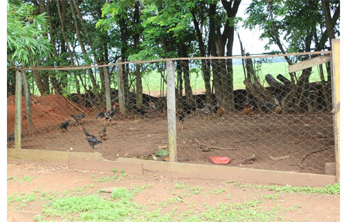 Galinheiro na fazenda dellabrida