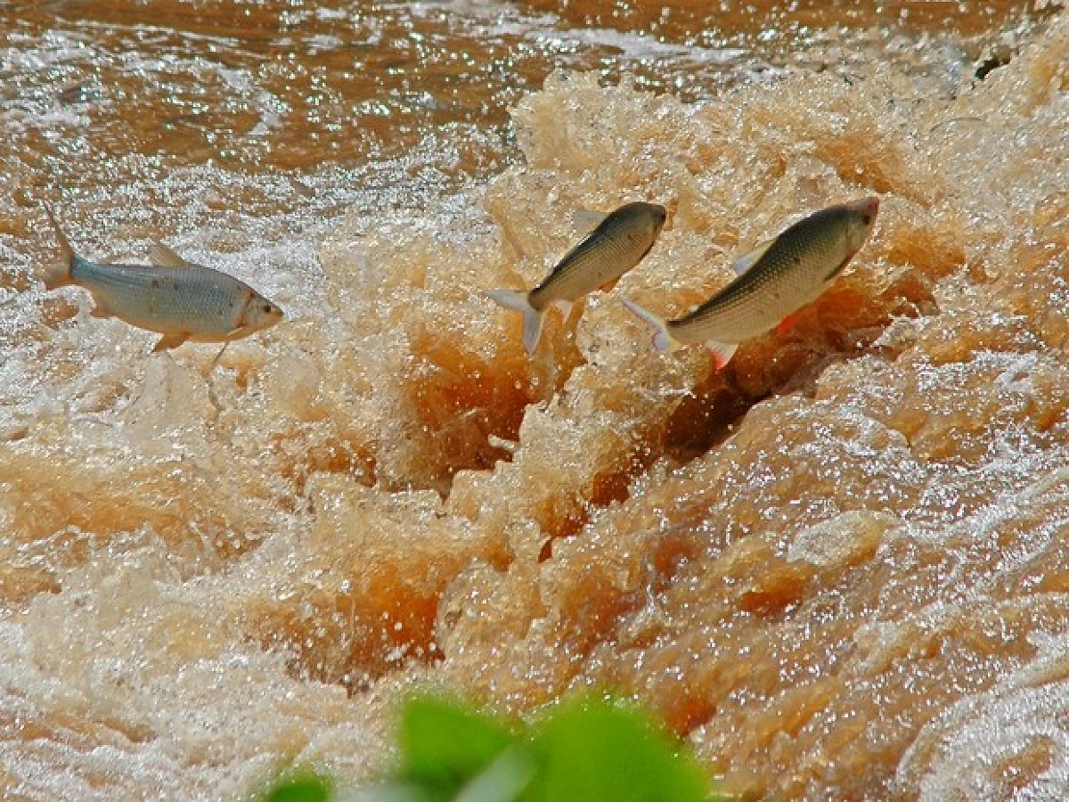 piracema_01_antoniotrivelin.jpg