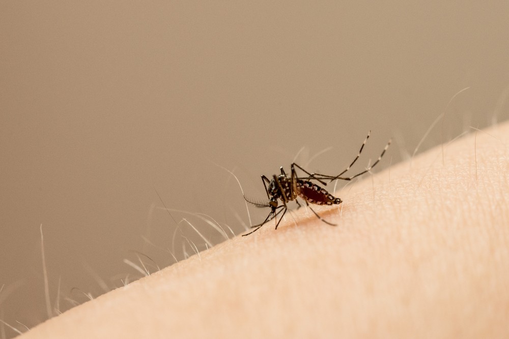 Mosquito Aedes aegypti transmite o v&iuml;&iquest;&frac12;rus da zika