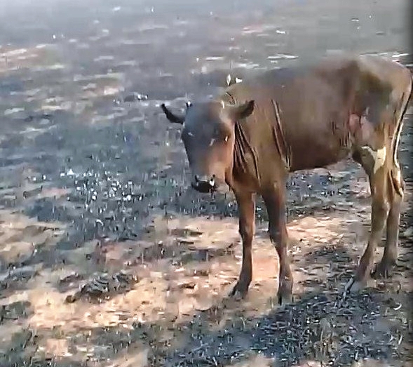 vaca inc&iuml;&iquest;&frac12;ndio nova ubirat&iuml;&iquest;&frac12;