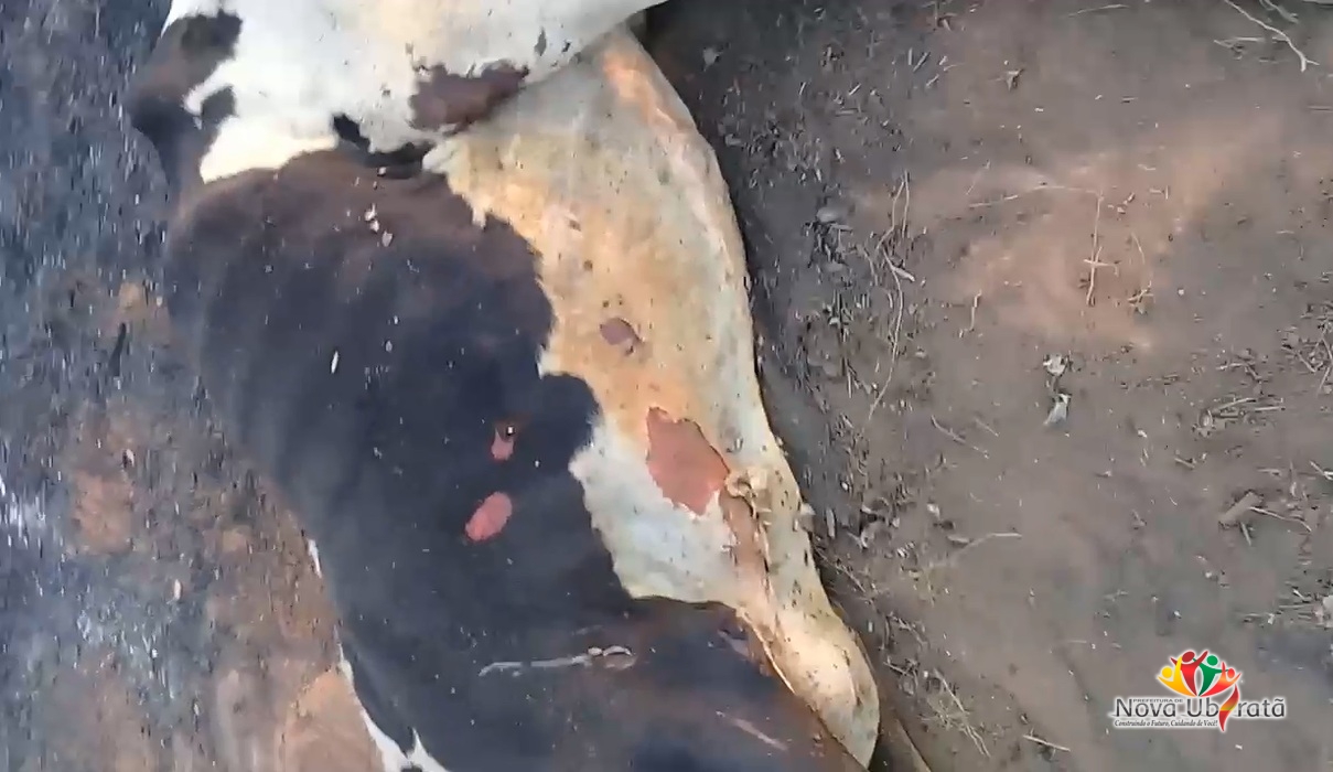 vaca animal v&iuml;&iquest;&frac12;tima inc&iuml;&iquest;&frac12;ndio Nova Ubirat&iuml;&iquest;&frac12;
