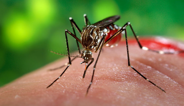 aedes-aegypti
