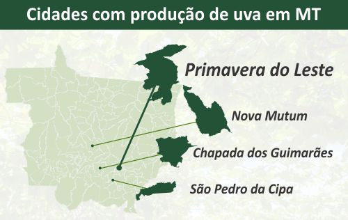 Gr&iuml;&iquest;&frac12;fico mapa produ&iuml;&iquest;&frac12;&iuml;&iquest;&frac12;o de uva em MT