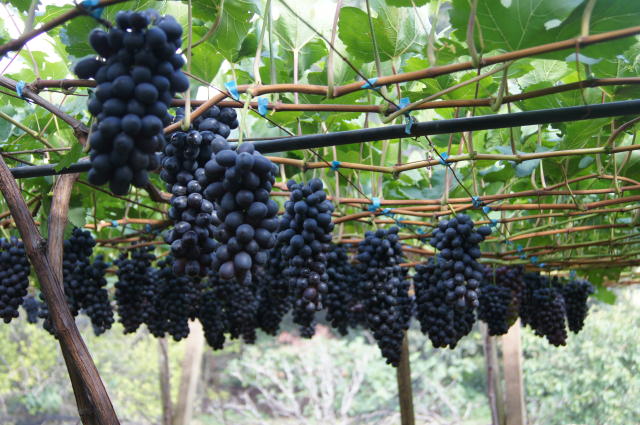 Uva BRS Vit&iuml;&iquest;&frac12;ria