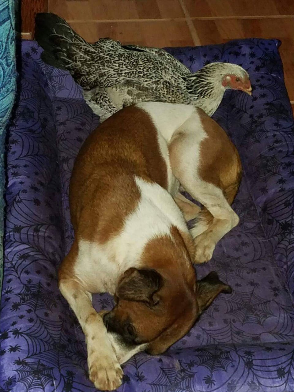 Cadela Minnie