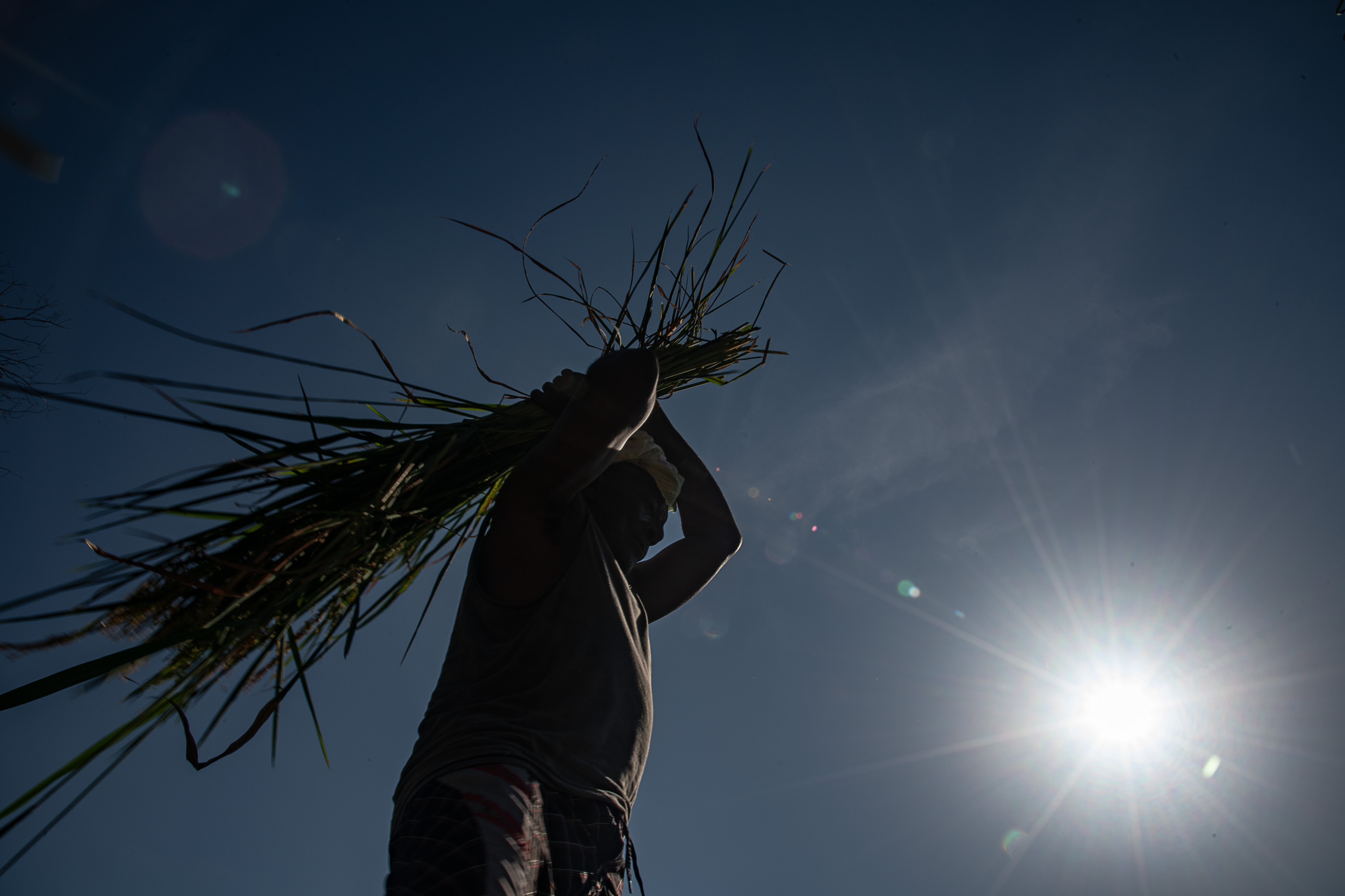 Imponente, Nezinho colhe, bate e debulha, de forma artesanal, o arroz oferecido na festa