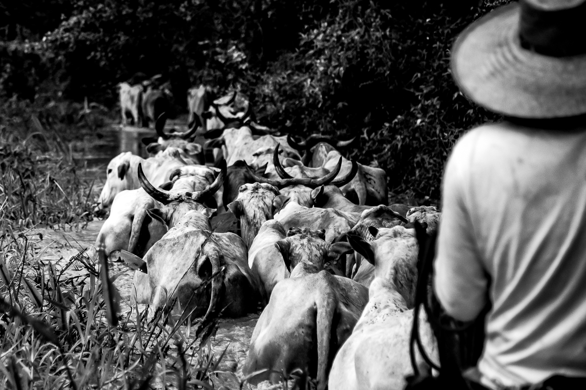 Homens atravessam o pantanal com boiada reunida