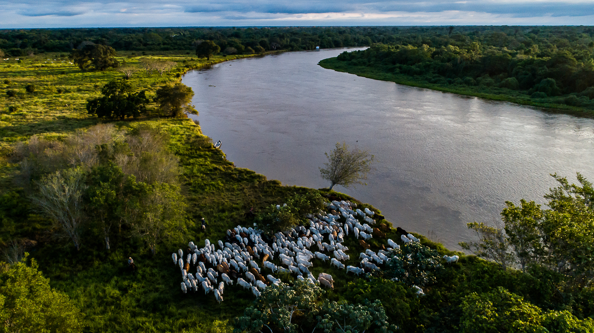 Vista a&iuml;&iquest;&frac12;rea mostra animais reunidos e cercados por boiaderos