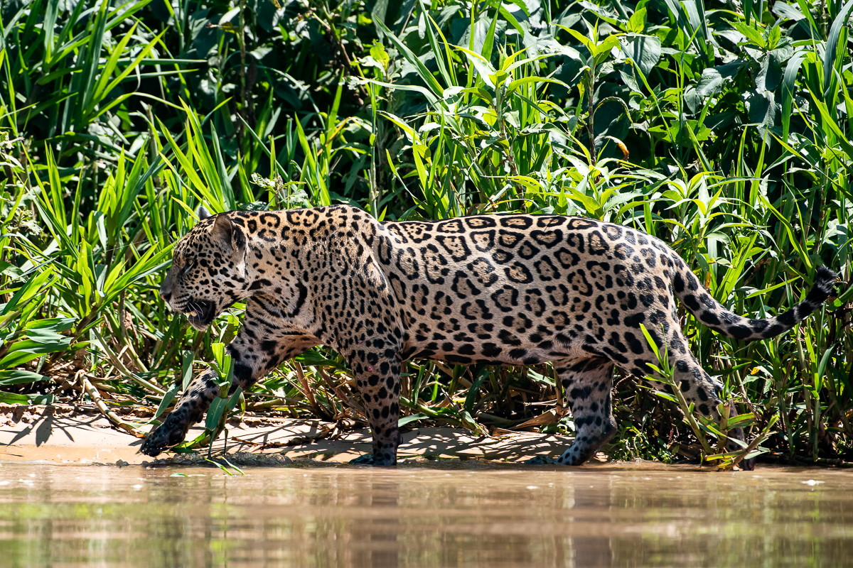On&ccedil;as ca&ccedil;am por todo Pantanal e precisam de &aacute;rea preservada para sobreviver