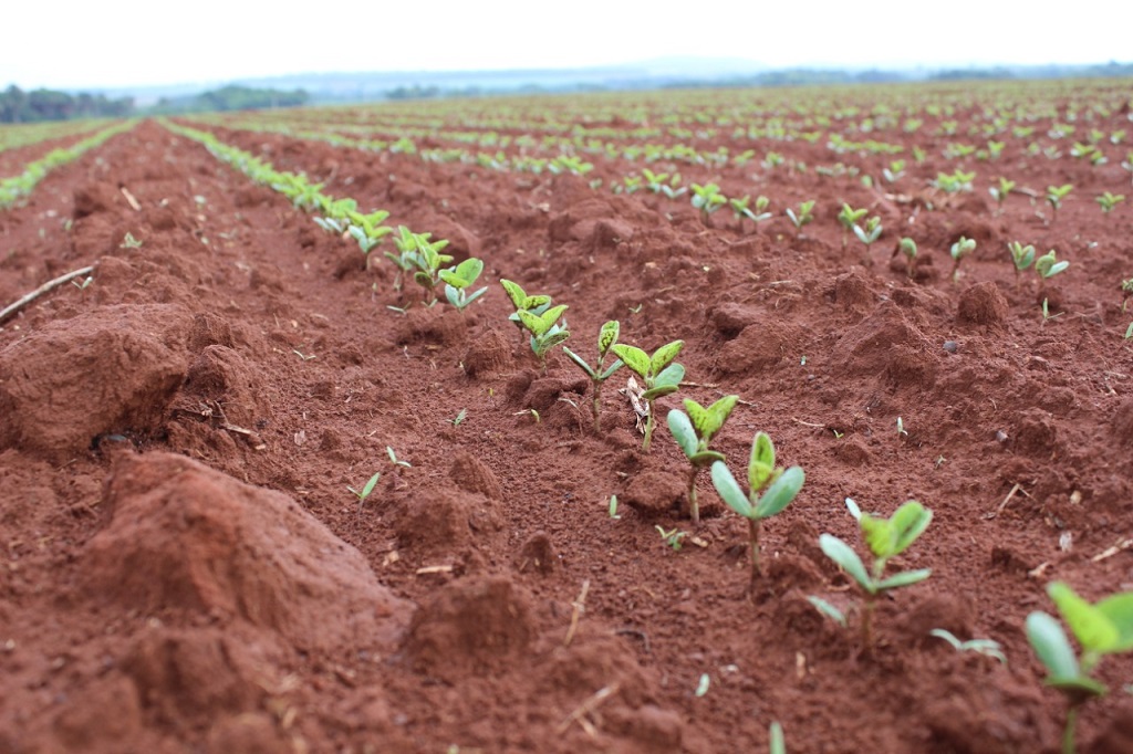 Plantio de soja