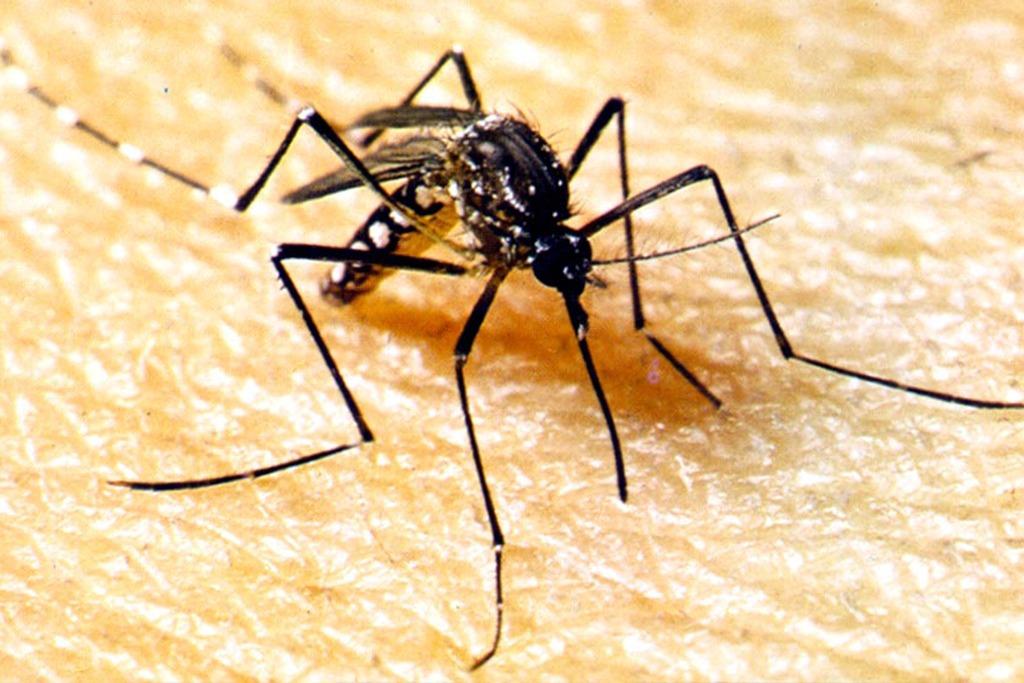 Mosquito aedes aegypt dengue e chikungunya