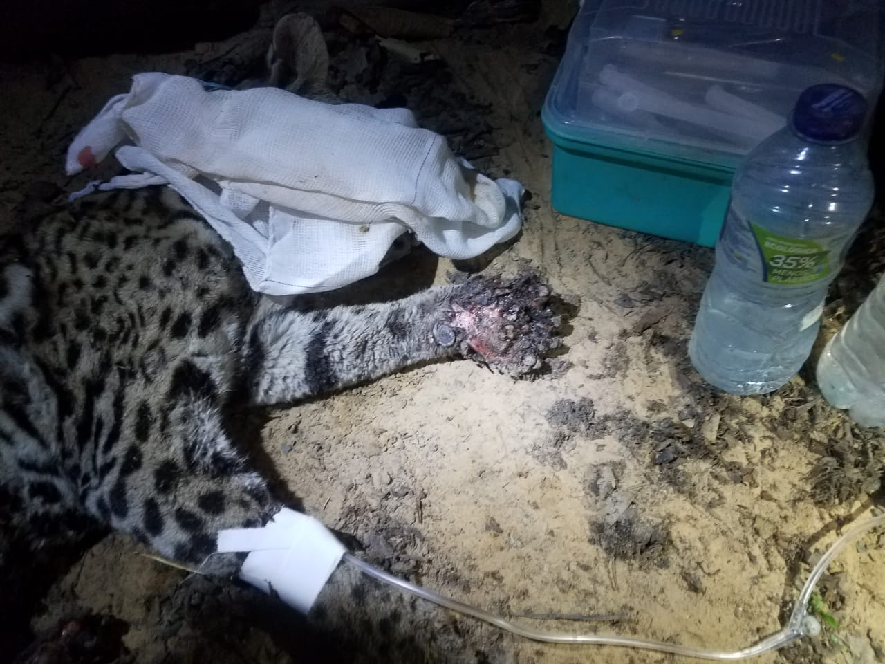 Jaguatirica resgatada de inc�ndio no Pantanal