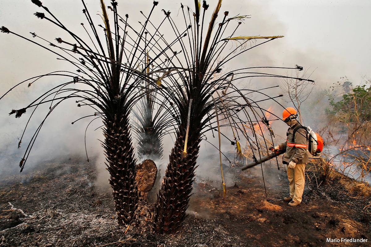 Fogo n&iuml;&iquest;&frac12;o tem mais controle, cresceu rapidamente e falta estrat&iuml;&iquest;&frac12;gia de combate