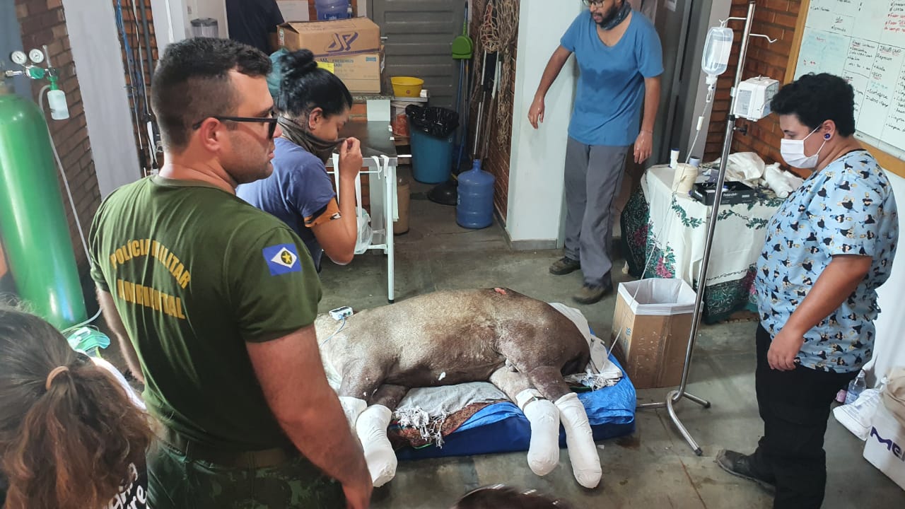 Anta � resgatada por equipe em Primavera e elevada ao Pantanal