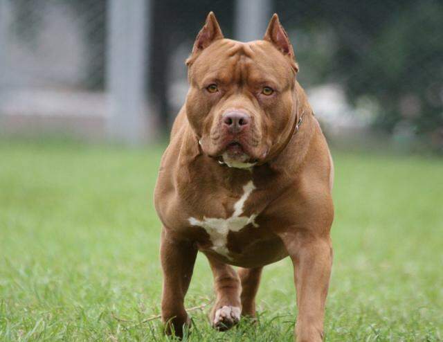 Amea�a com pitbull - c�o