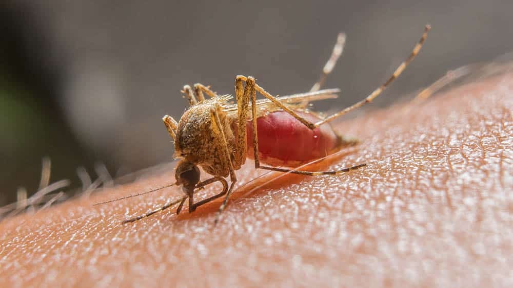 Mosquito - Transmiss�o - Mal�ria