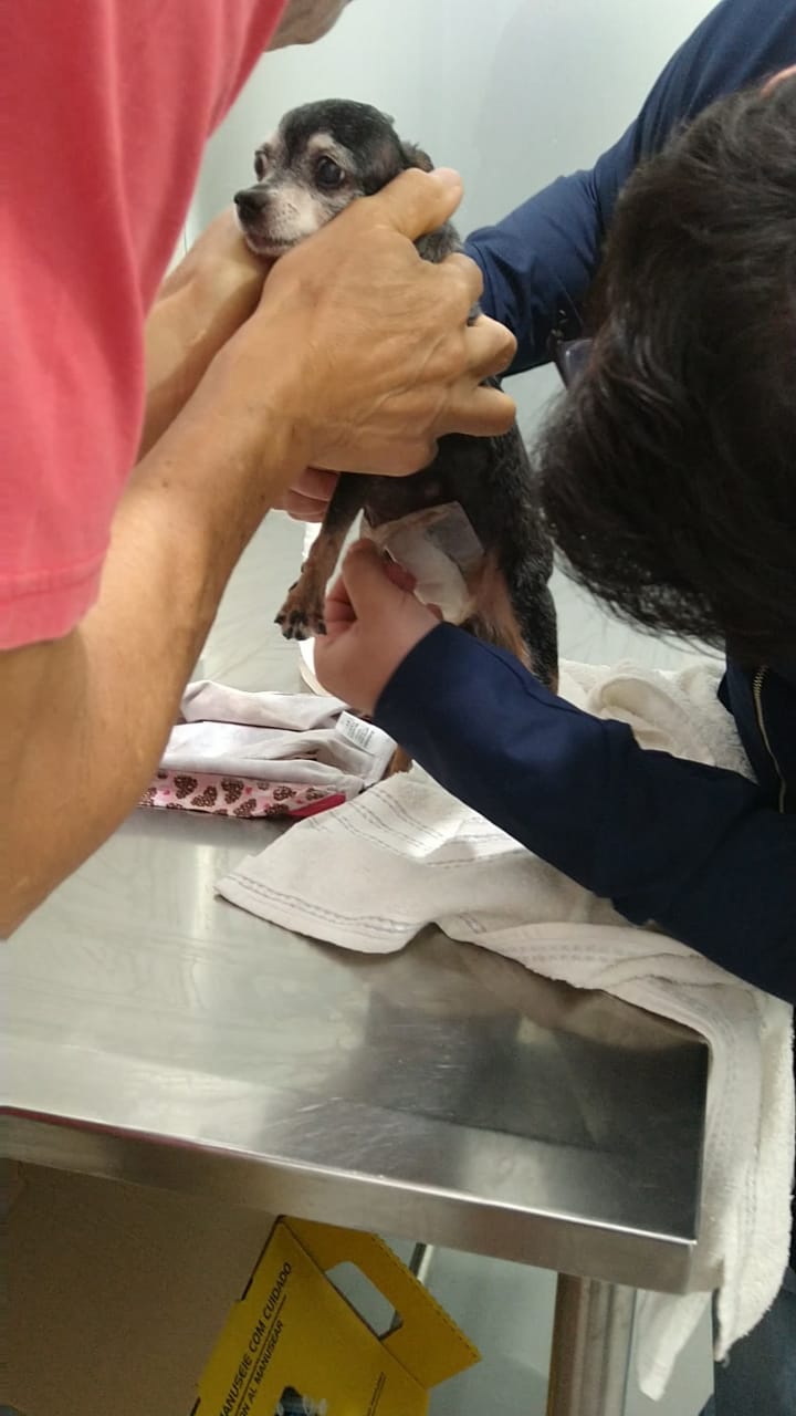cadela cirurgia 2