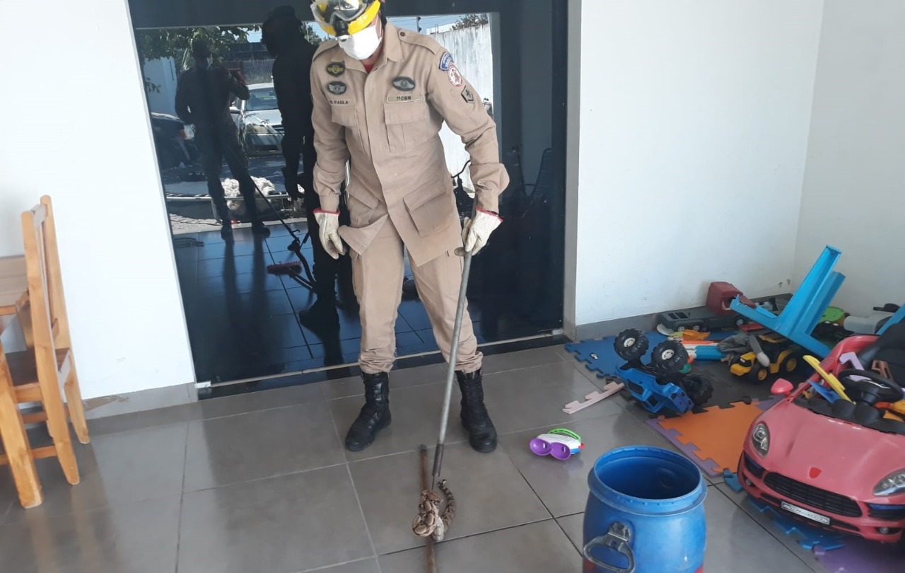 Jiboia brinquedos