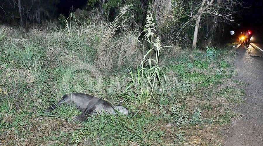 acidente anta atropelada mortes pedra preta