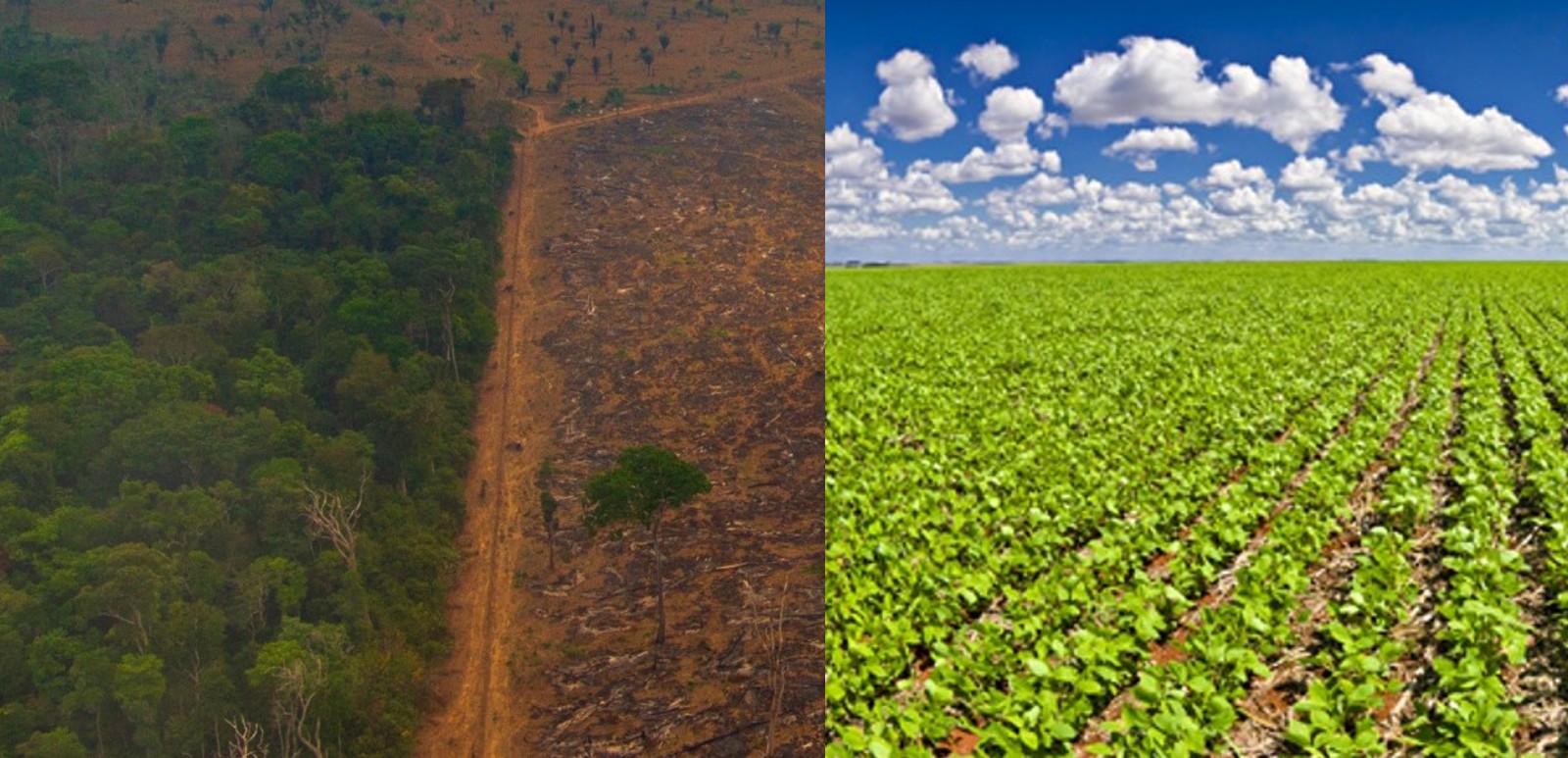 Lavoura de soja x floresta amaz�nica - Amaz�nia Legal lei