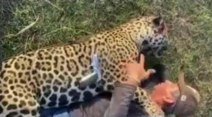 onça morta pantanal