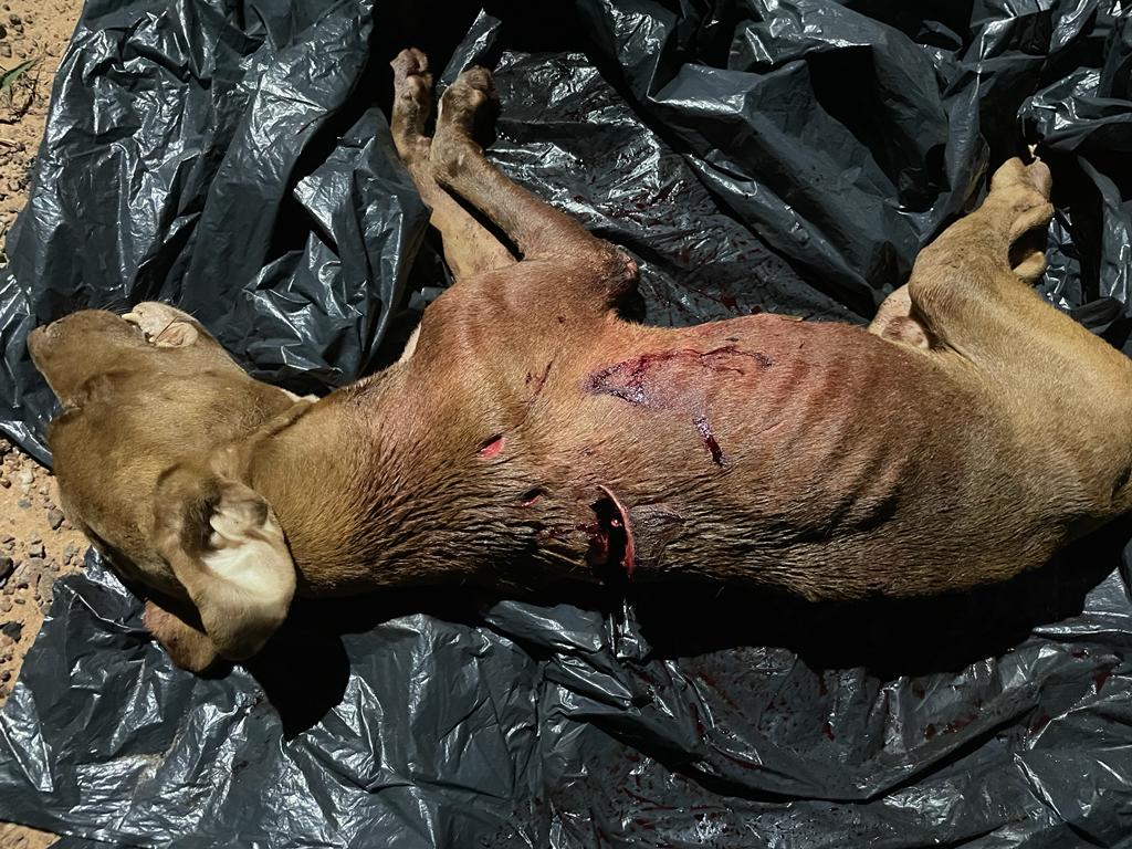capa pitbull morto