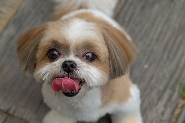 Pai mata c�ozinho da filha a pauladas - ra�a shih-tzu