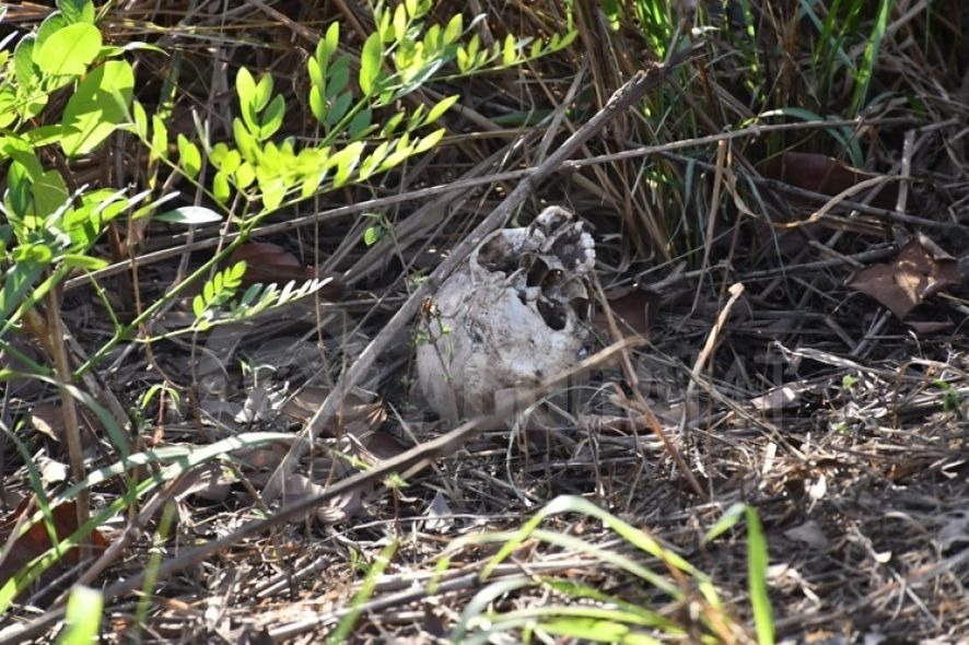 Ossada humana em Rondon�polis