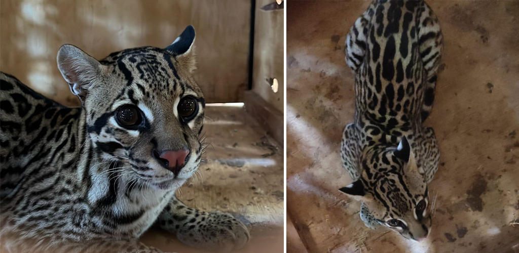 jaguatirica capturada