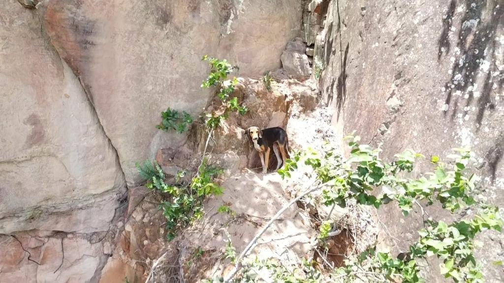 Cadela resgatada em pared�o