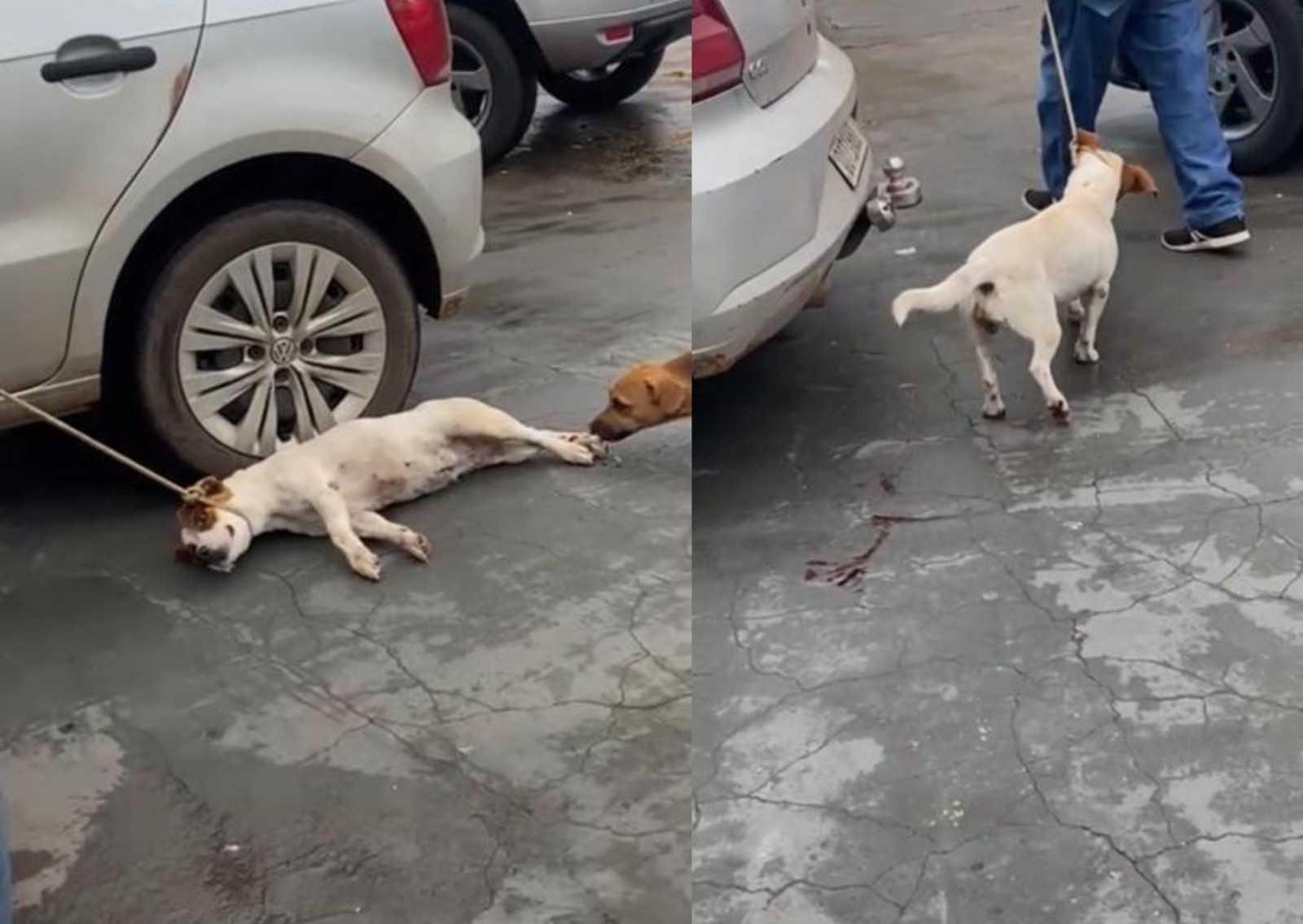 cao arrastado cuiaba