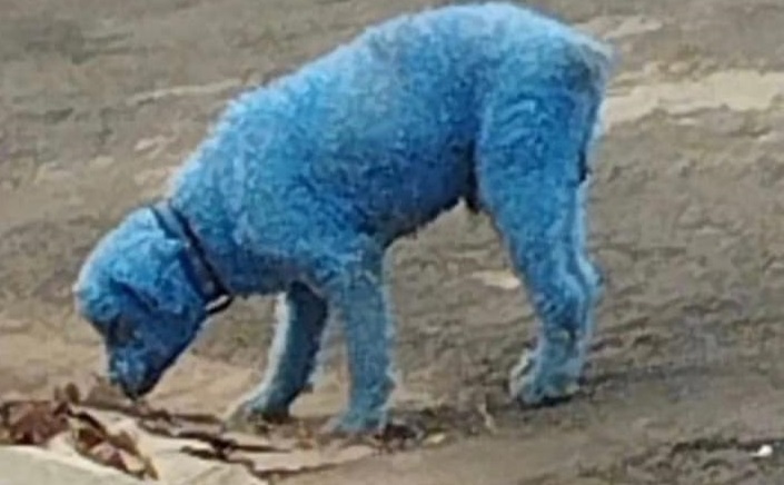 cachorro pintado de azul