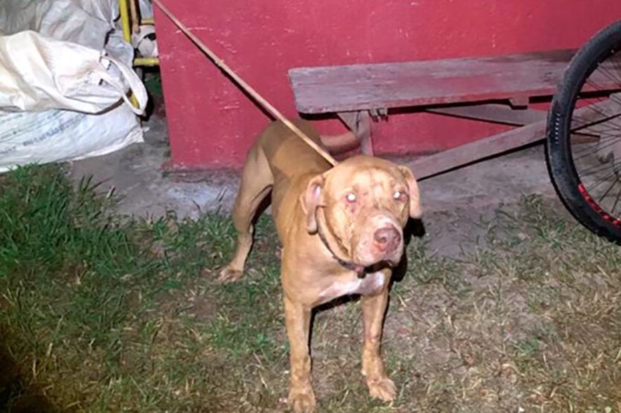 C�o morre ao defender crian�as de ataque de pitbull no interior