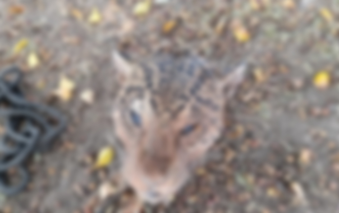 morte de on�as