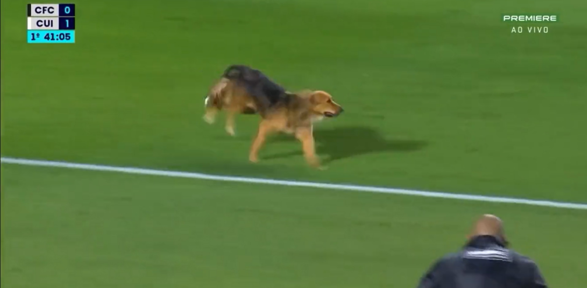 Cachorro