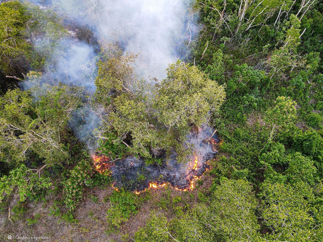 incendio pantanal