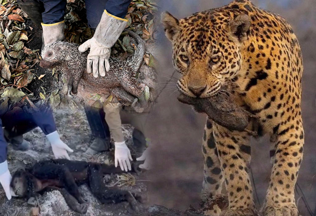 animais carbonizados pantanal