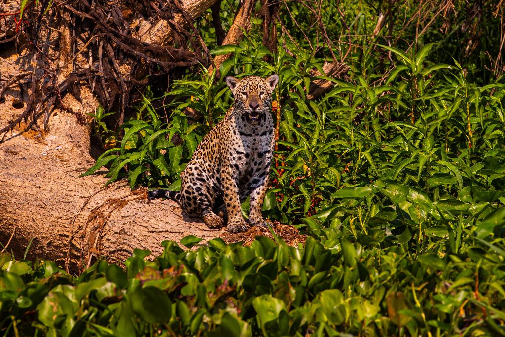 Document�rio apoiado pelo Governo projetar� turismo no Pantanal mato-grossense para o mundo