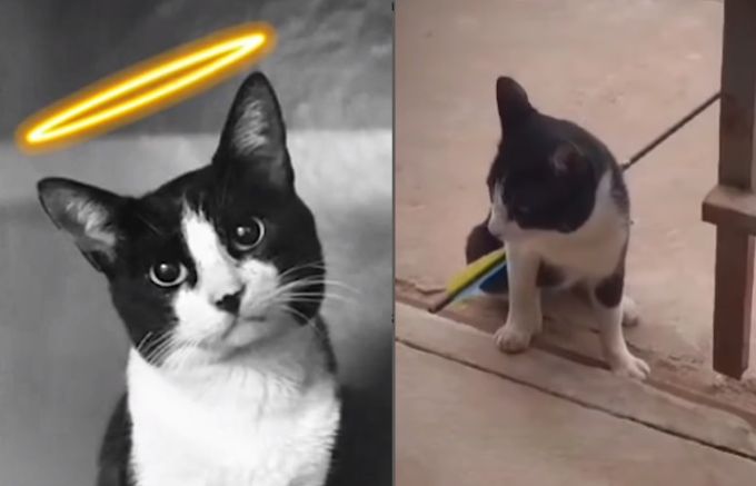 Gato com flecha morre em Sinop