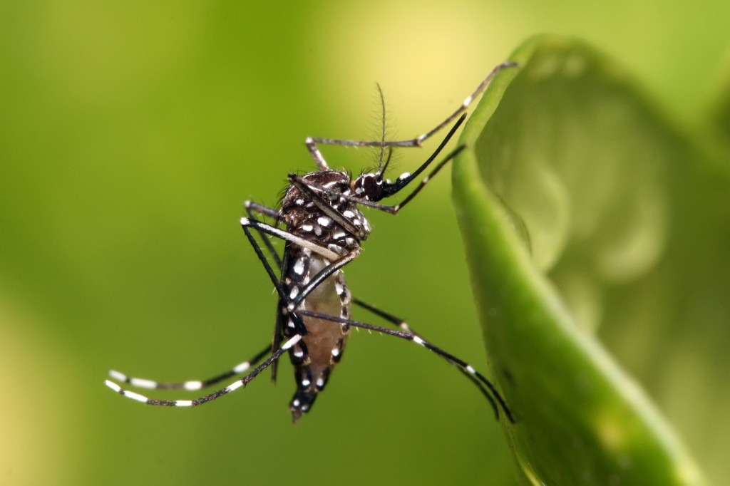 Mosquito transmissor da dengue Aedes aegypti