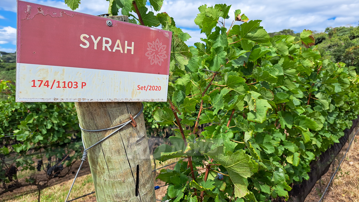 Vinhos Locanda