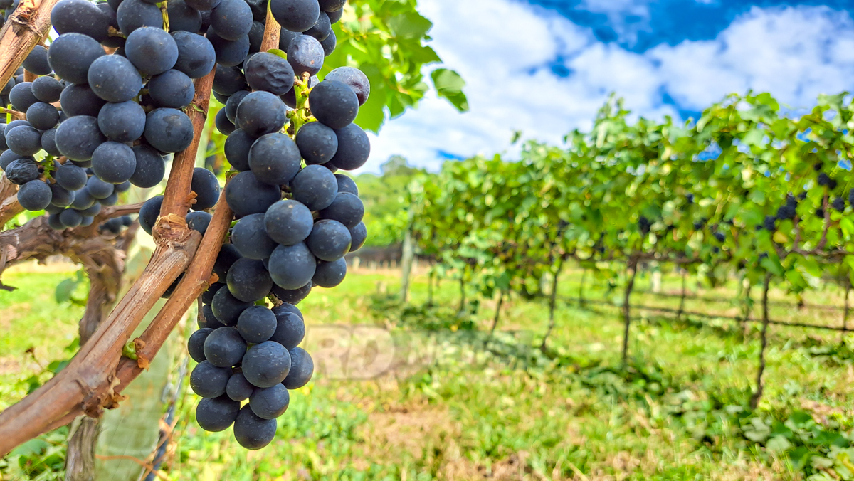 Vinhos Locanda