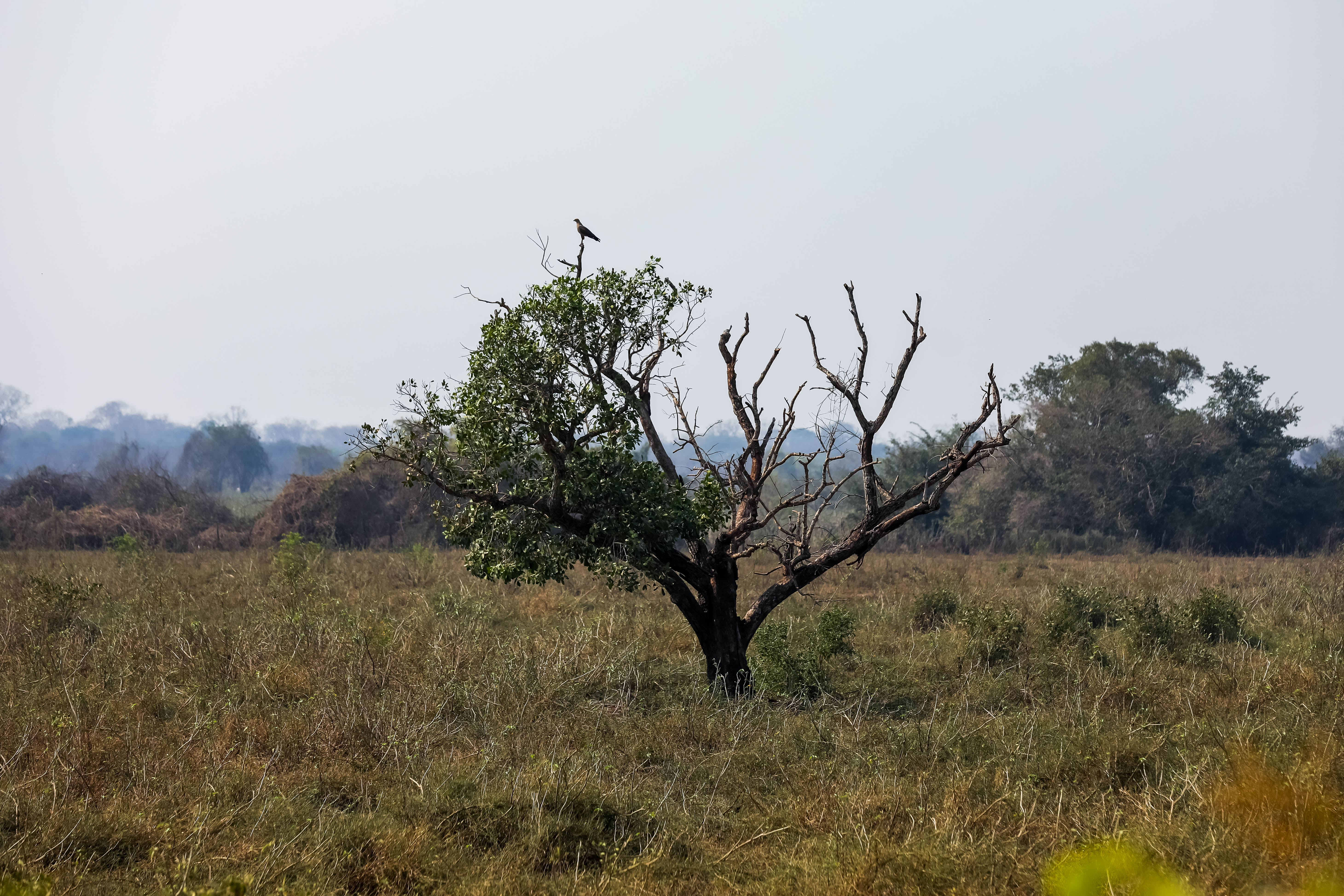 Seca no Pantanal - Regi�o da Transpantaneira - �gua para os animais