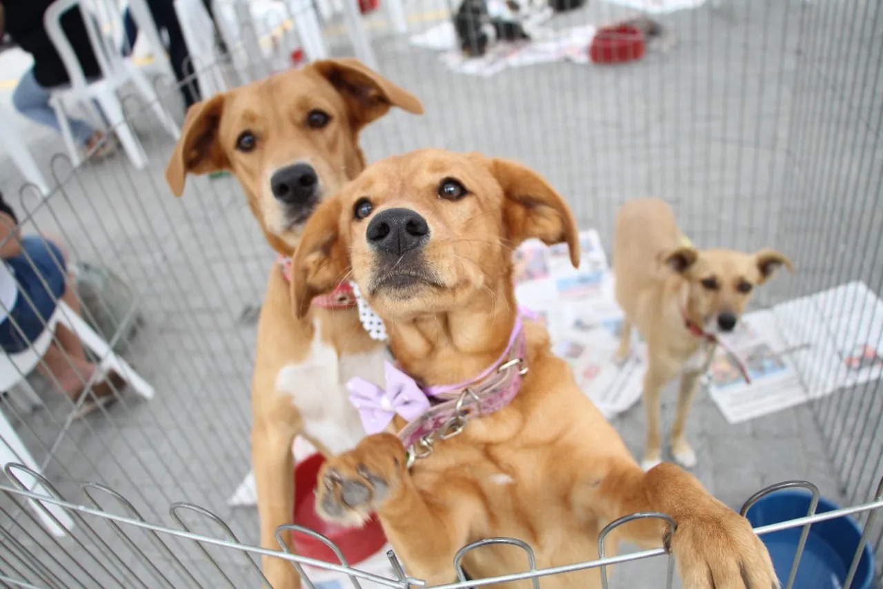 Feira de ado&iuml;&iquest;&frac12;&iuml;&iquest;&frac12;o de pets - ilustrativa