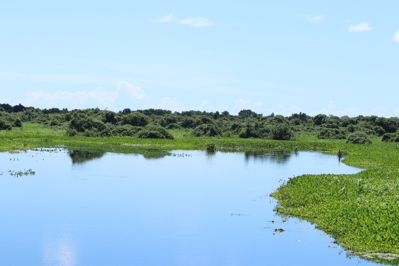 pantanal