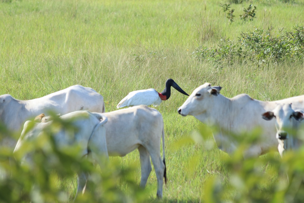 Tuiuiu, bois, pantanal