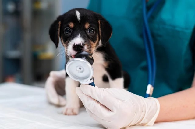 saude animal veterinario pet cachorro