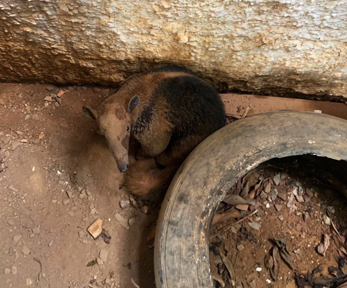 tamandua
