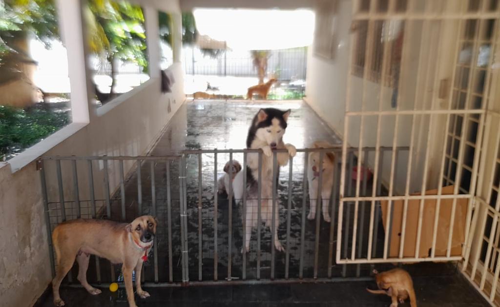 cães resgatados em cuiabá